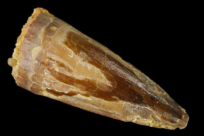 Partial Spinosaurus Tooth - Real Dinosaur Tooth #172324